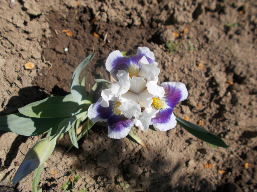  - IRISI NOUTATI INFLORITI IN 2021