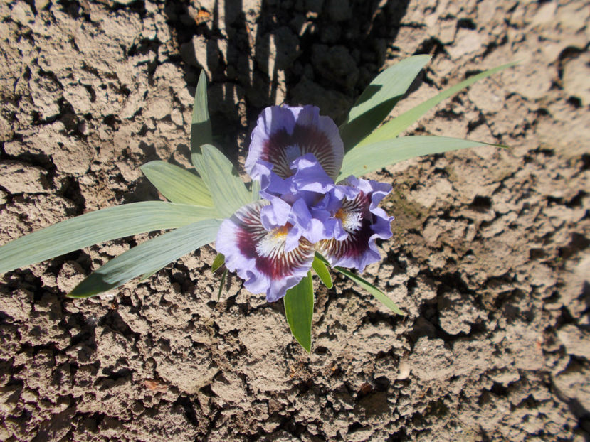 oh canada - IRISI NOUTATI INFLORITI IN 2021