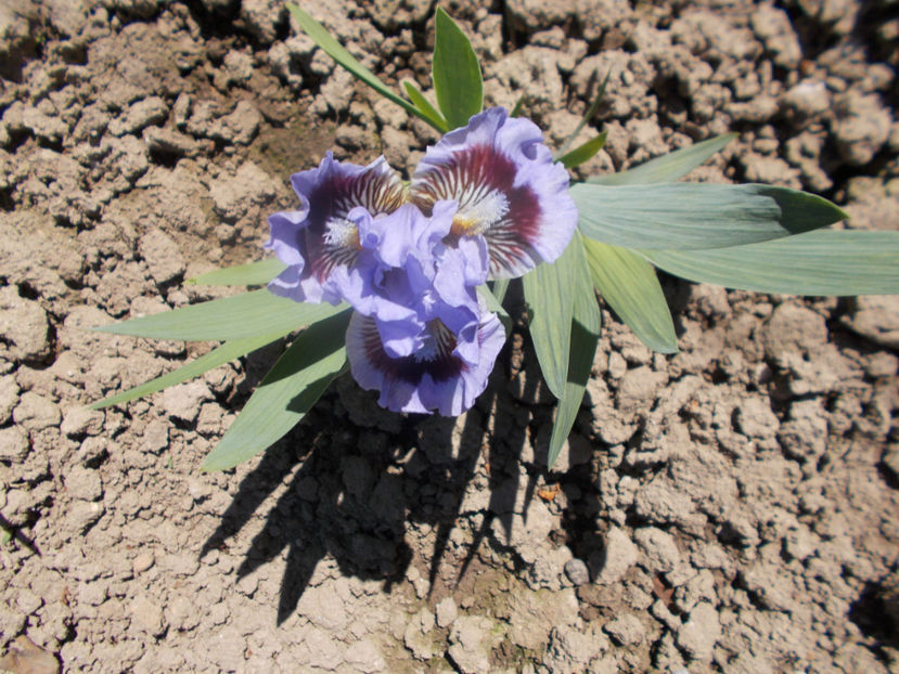  - IRISI NOUTATI INFLORITI IN 2021