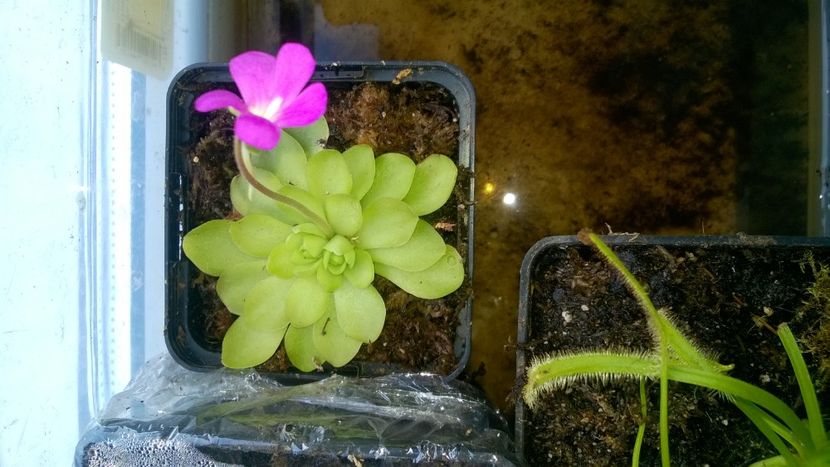  - Plante carnivore de vanzare