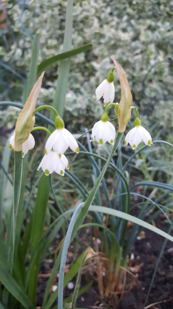 Leucojum aestivum - Gradina si terasa PrimaLuce_8-Hello 2021