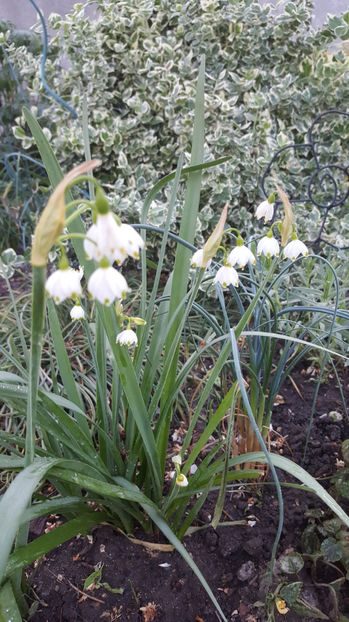 Leucojum aestivum - Gradina si terasa PrimaLuce_8-Hello 2021