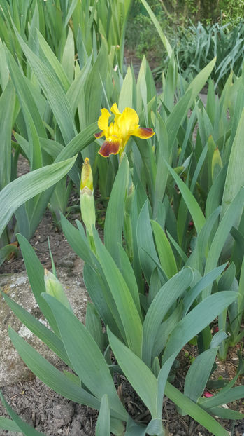 iris germanica hybr. - Gradina si terasa PrimaLuce_8-Hello 2021