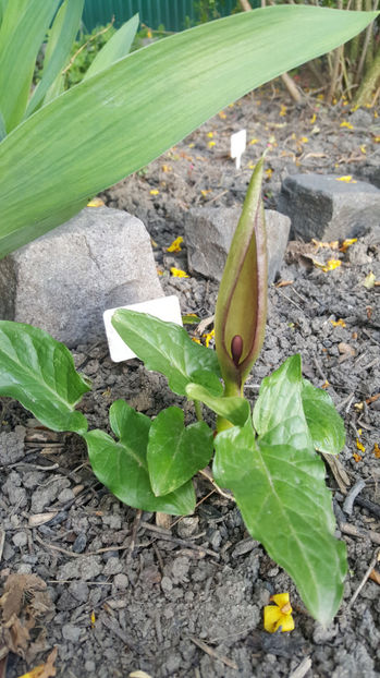 arum maculatum(specie botanica ptotejata) - Gradina si terasa PrimaLuce_8-Hello 2021