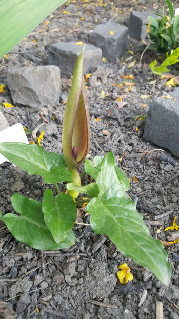 arum maculatum(specie botanica ptotejata) - Gradina si terasa PrimaLuce_8-Hello 2021