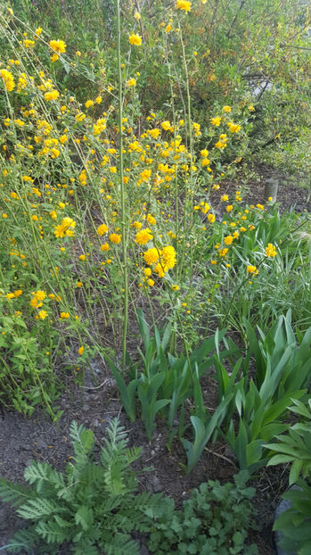 kerria japonica pleniflora - Gradina si terasa PrimaLuce_8-Hello 2021