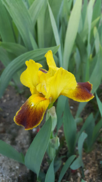 iris germanica hybr. - Gradina si terasa PrimaLuce_8-Hello 2021