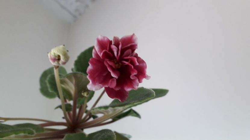  - EK Shanchaiskaja Roza