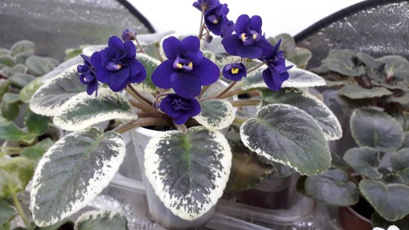  - Mac s Smoldering Sapphire