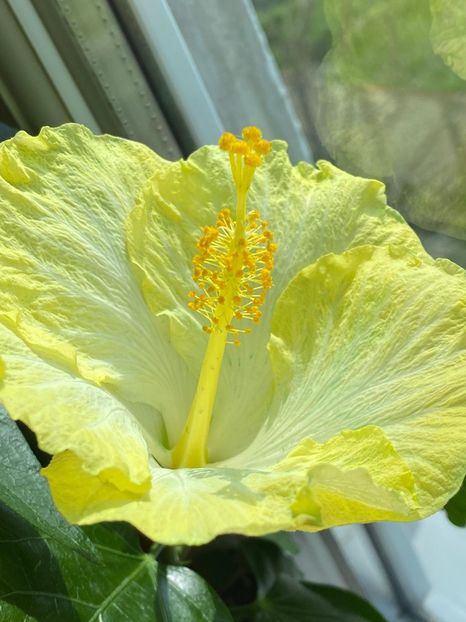 IMG-20210504-WA0005 - Hibiscus 2015-2024
