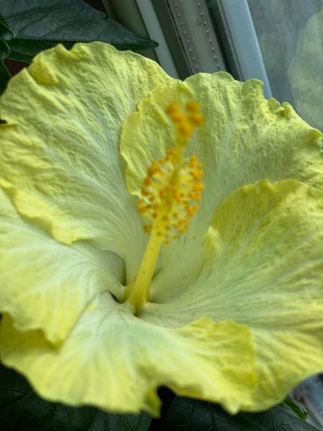 IMG-20210504-WA0000 - Hibiscus 2015-2024