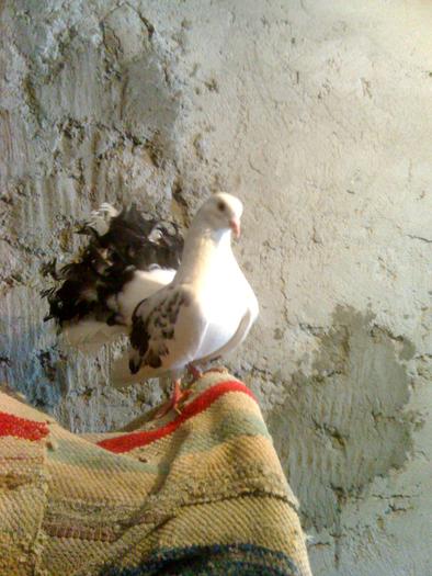 l-a mancat pisica :(((