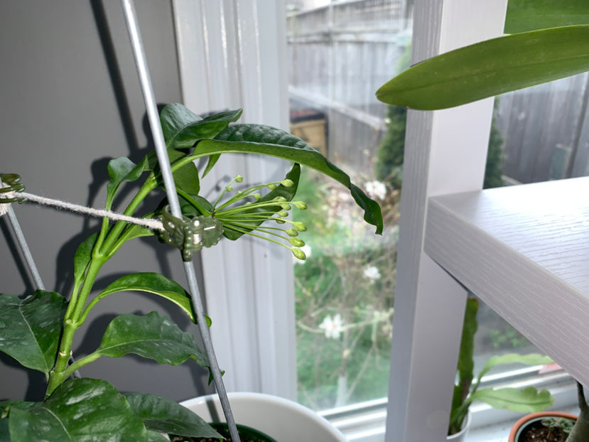  - Plante de interior 2021