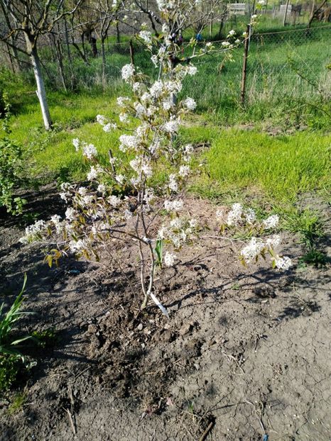  - Amelanchier comun