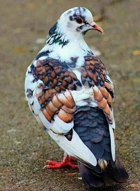  - NU IMI APARTIN ALBUM NR 2