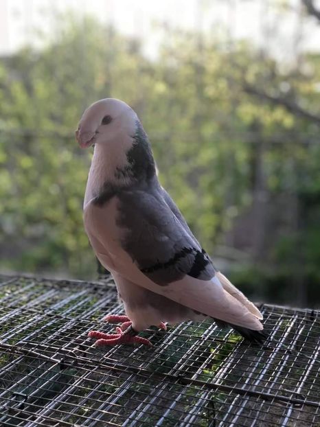  - NU IMI APARTIN ALBUM NR 2