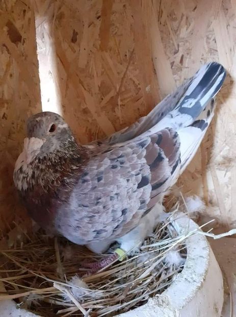  - NU IMI APARTIN ALBUM NR 2