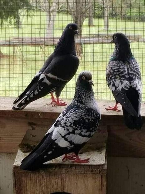  - NU IMI APARTIN ALBUM NR 2