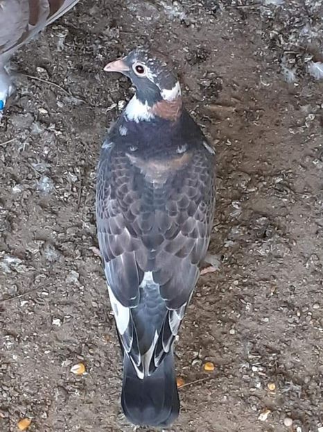  - NU IMI APARTIN ALBUM NR 2