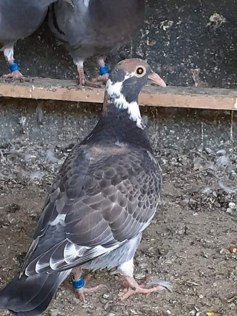  - NU IMI APARTIN ALBUM NR 2