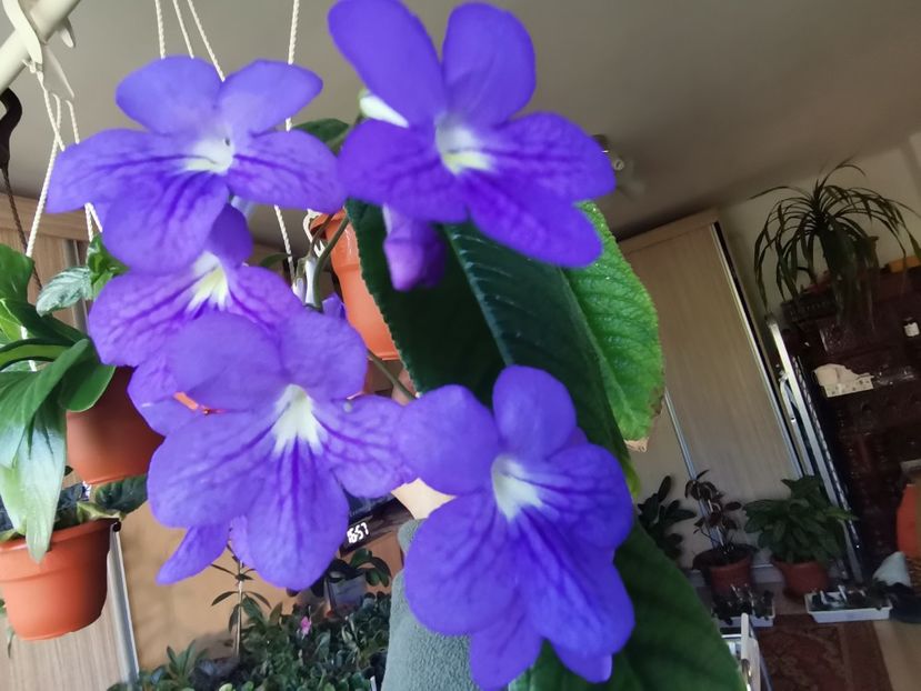  - Streptocarpusi 2021