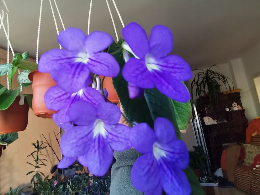  - Streptocarpusi 2021