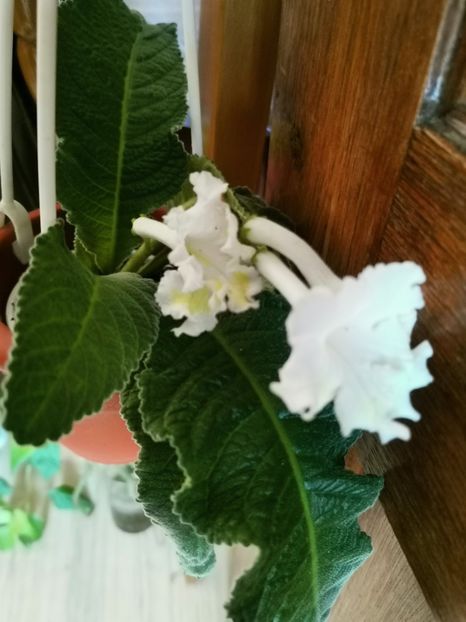  - Streptocarpusi 2021