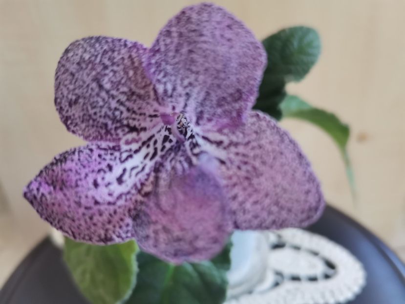  - Streptocarpusi 2021