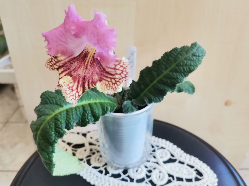  - Streptocarpusi 2021