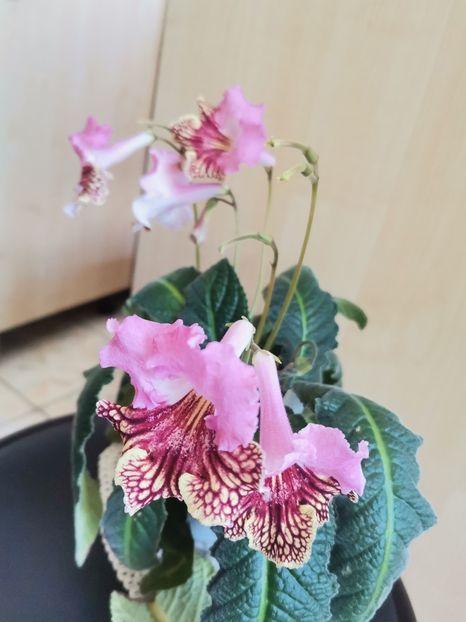  - Streptocarpusi 2021