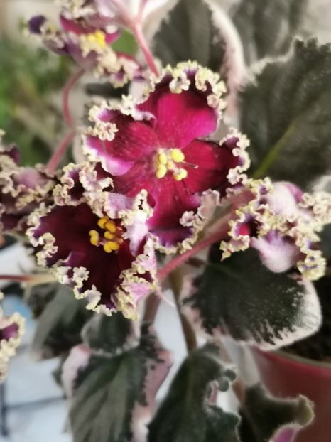  - Don Zhuan de la Bogdan