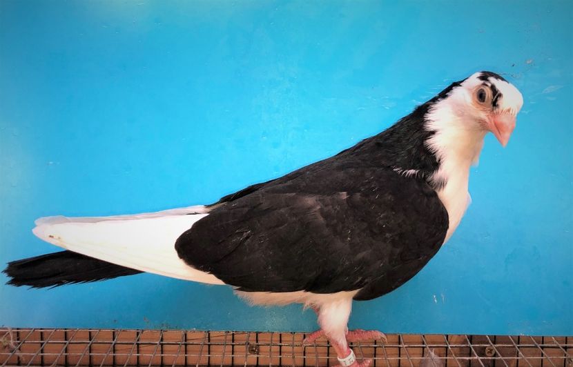 12306  femelă  2021_2 - tineret 2021