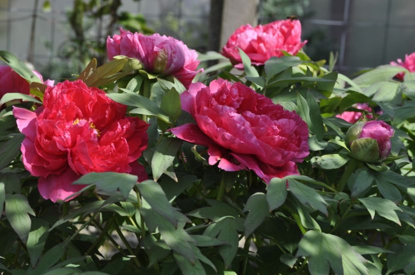 _DSC0001 - PRIMAVARA 2021_1