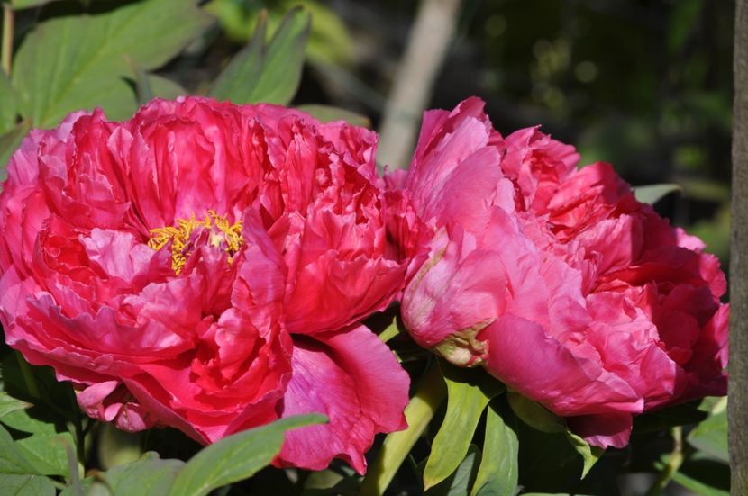 _DSC0002 - PRIMAVARA 2021_1