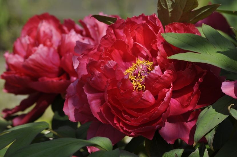 _DSC0006 - PRIMAVARA 2021_1