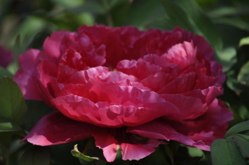 _DSC0013 - PRIMAVARA 2021_1