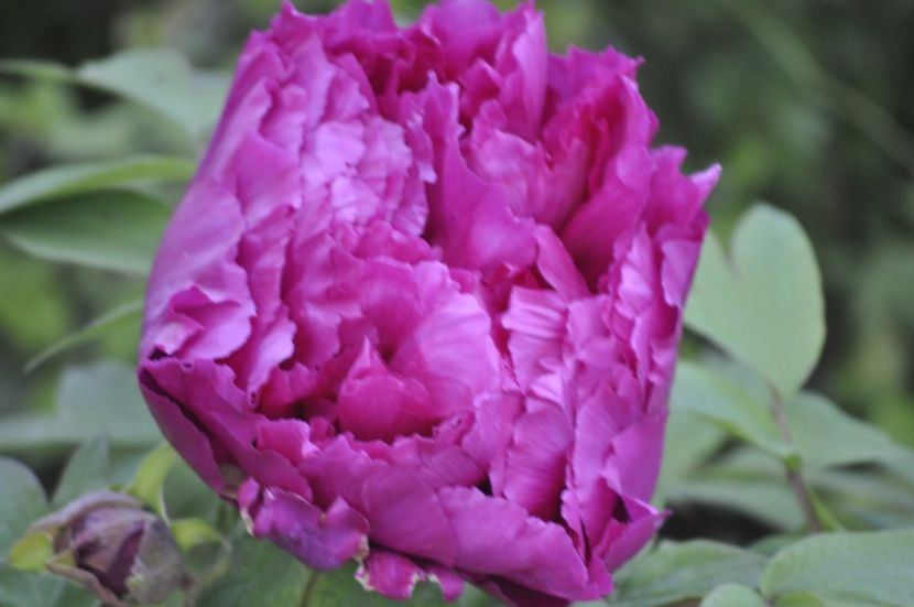 _DSC0032 - PRIMAVARA 2021_1