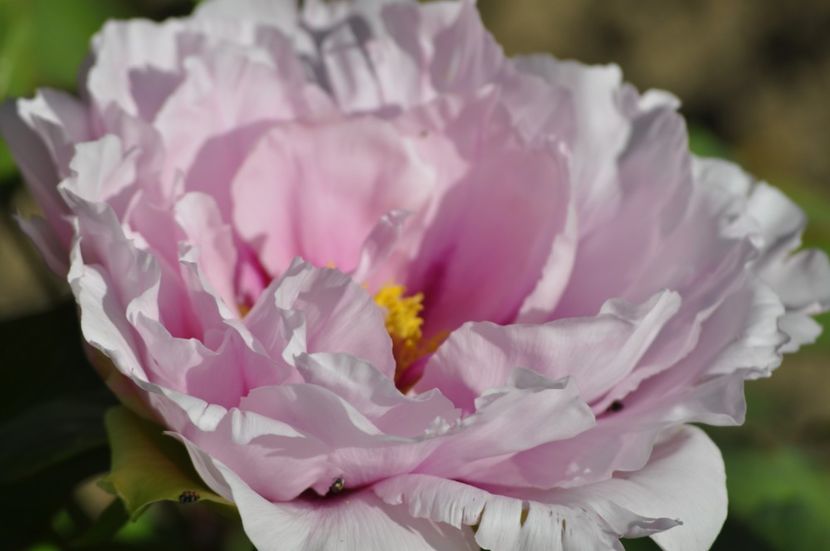 _DSC0077 - PRIMAVARA 2021_1