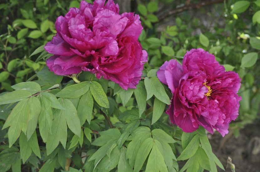 _DSC0081 - PRIMAVARA 2021_1