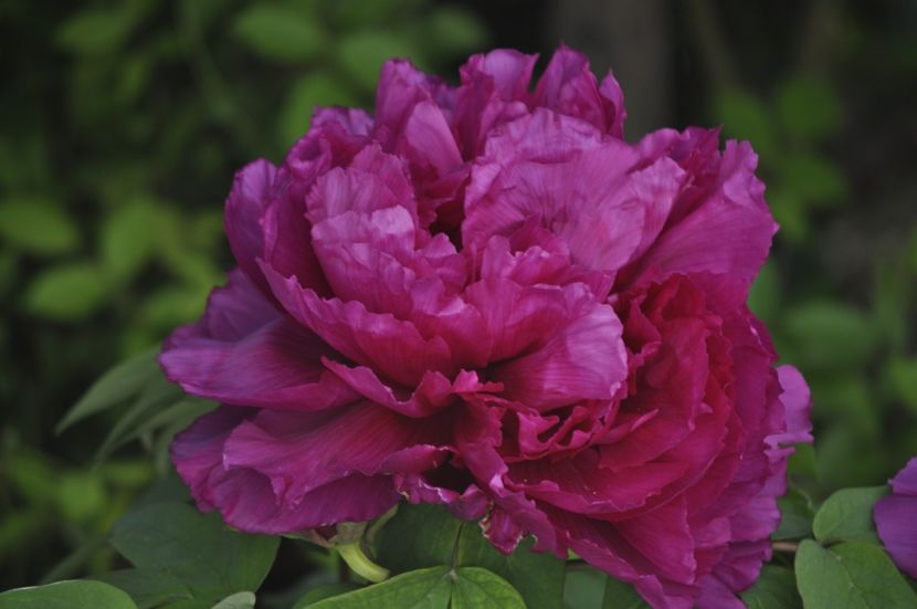 _DSC0082 - PRIMAVARA 2021_1