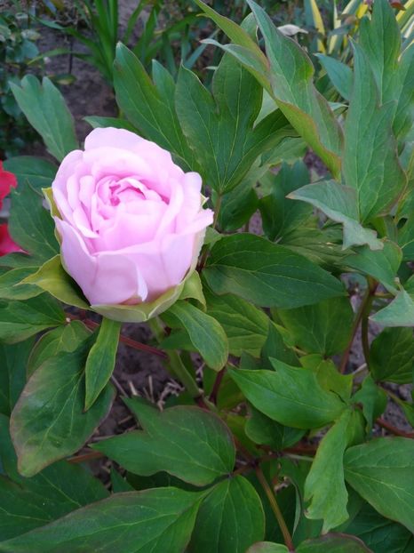 IMG-20210504-WA0005 - PRIMAVARA 2021_1