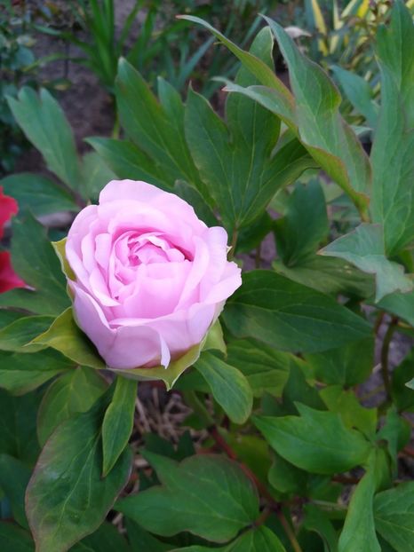 IMG-20210504-WA0006 - PRIMAVARA 2021_1