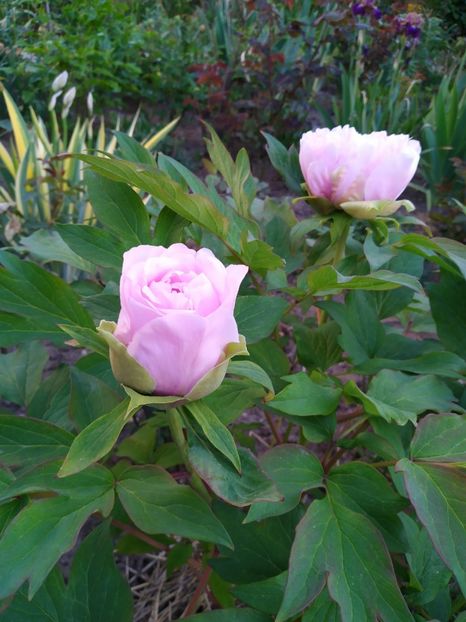 IMG-20210504-WA0007 - PRIMAVARA 2021_1