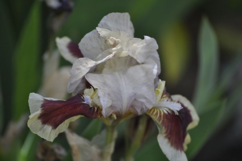 _DSC0015 - PRIMAVARA 2021_1