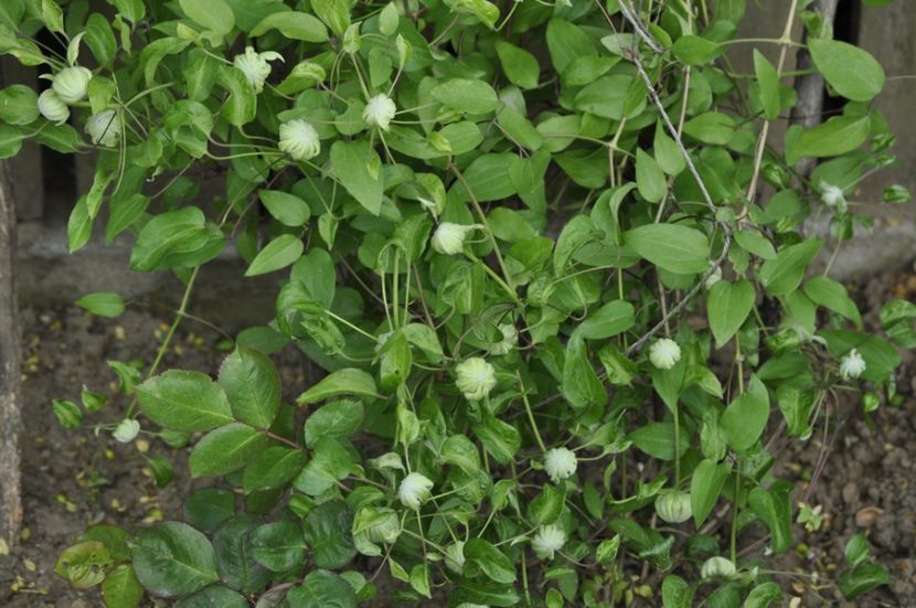 _DSC0026 - PRIMAVARA 2021_1