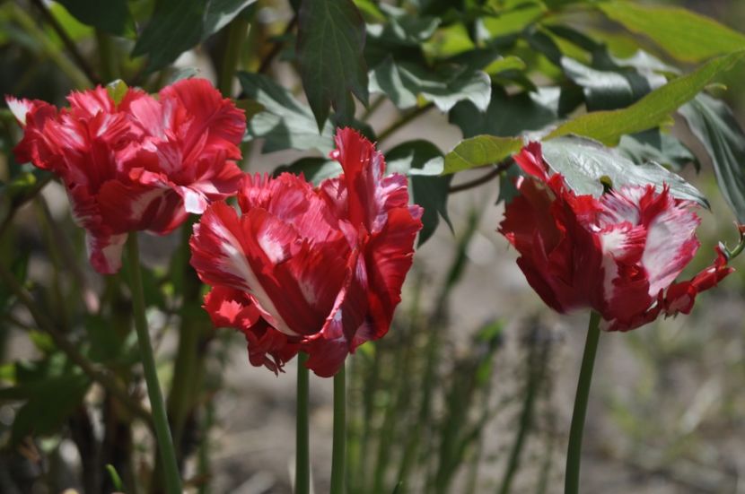 _DSC0029 - PRIMAVARA 2021_1