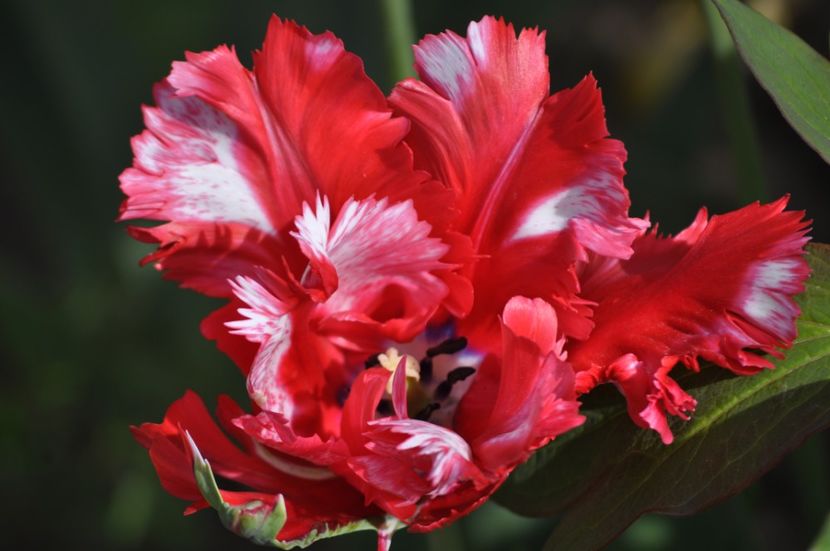 _DSC0030 - PRIMAVARA 2021_1