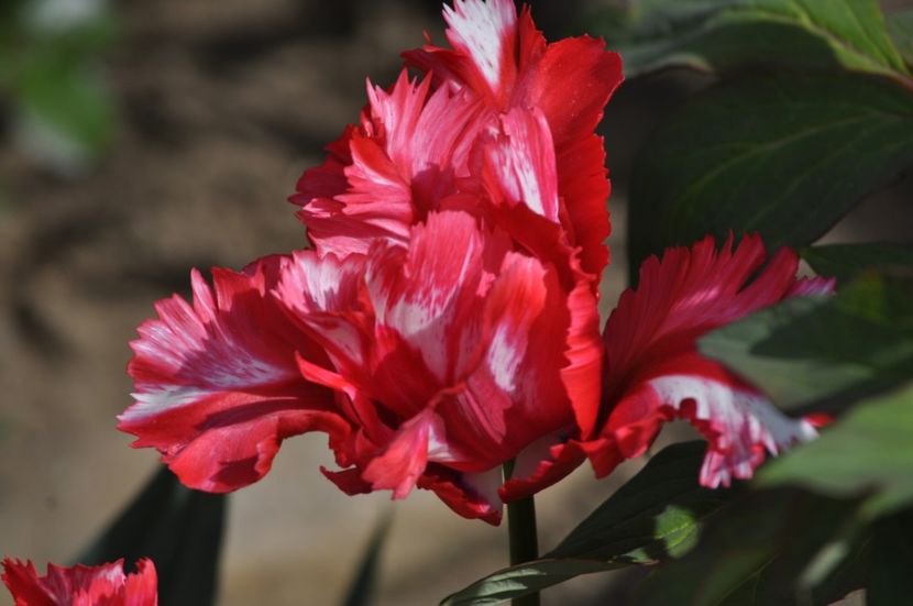 _DSC0033 - PRIMAVARA 2021_1