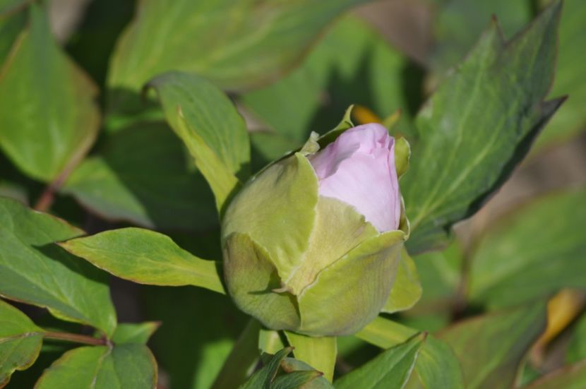 _DSC0035 - PRIMAVARA 2021_1