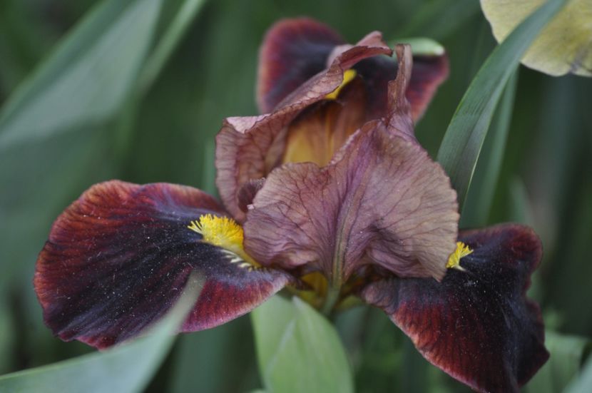 _DSC0039 - PRIMAVARA 2021_1